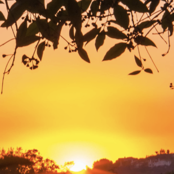 More Glimmers and Less Triggers Will Make for A Happier Life