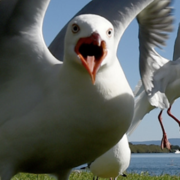 Don’t Be The Bossy Seagull (Instead, be the focused podiatrist)