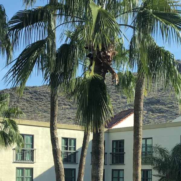 045 – Developing Passion & Culture in Your Podiatry Business with Drs Peyman & Viedra Elison