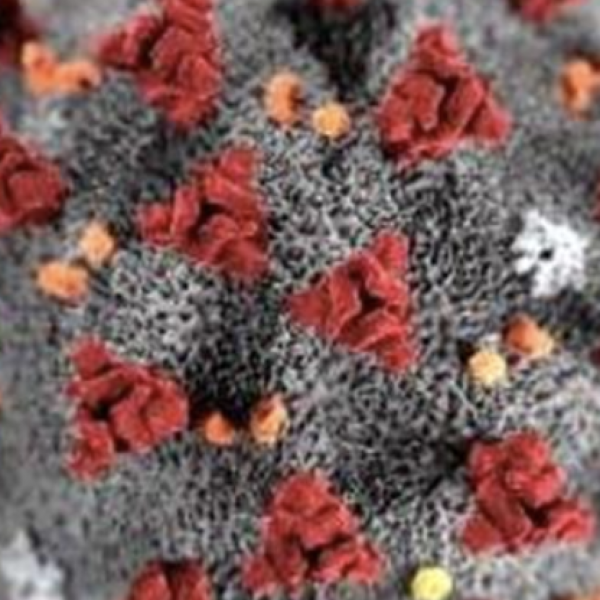 071 – Testing Positive to COVID-19 with Dr Emily Splichal